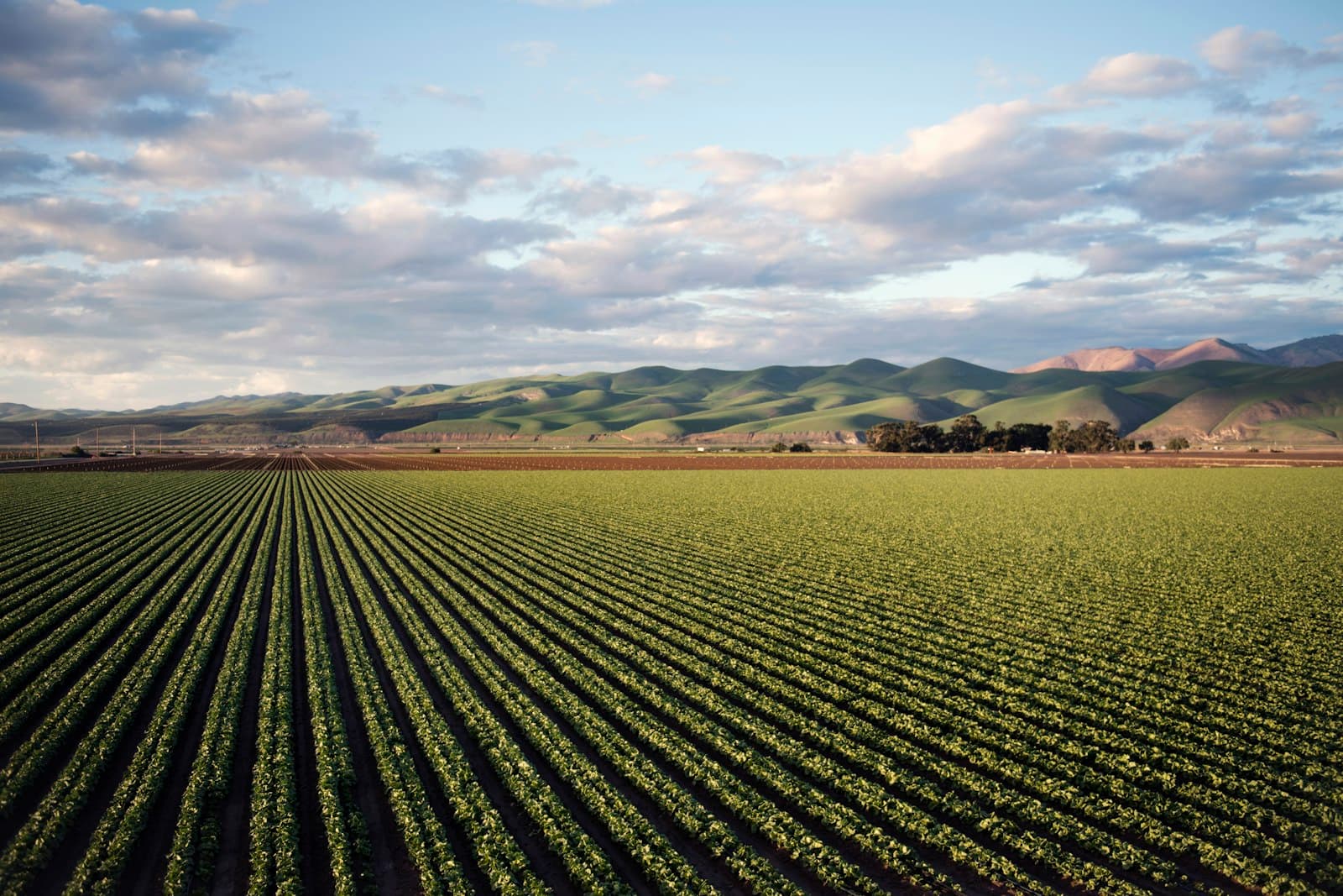 Rows of farmland available for lease